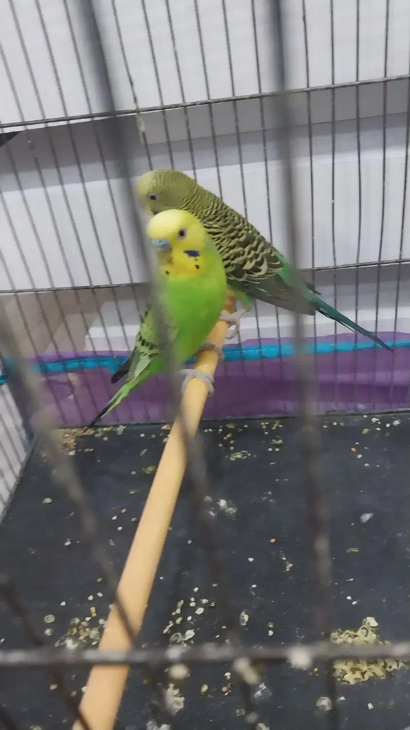 مرغ عشق نر نیم انگلیسی ماده نیم هلندی|پرنده|نقده, |دیوار