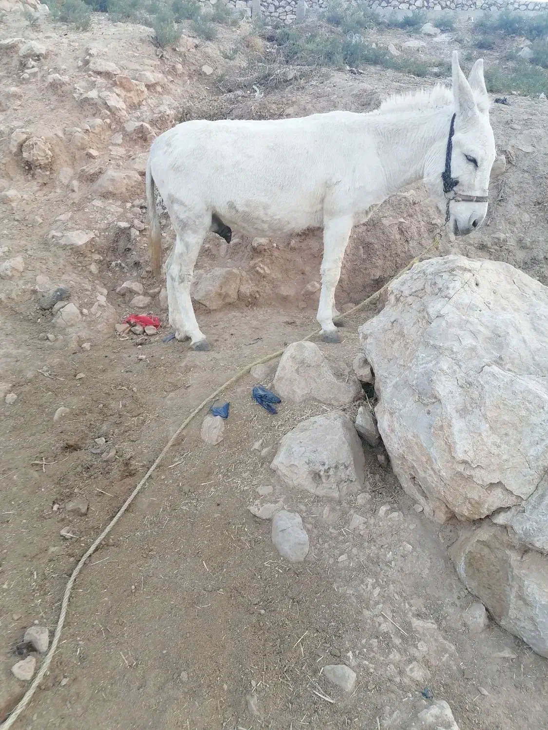 آدرس بابا میدان انجیره|حیوانات مزرعه|رستم, |دیوار