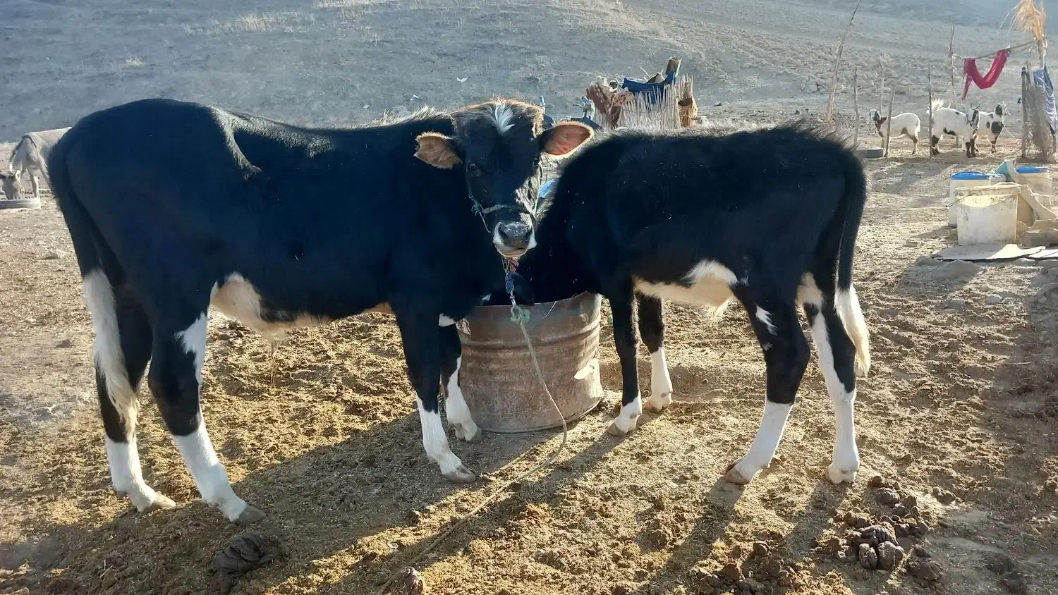 مبلغ ۱۱۰۰۰۰۰۰۰مراوه تپه گوگدره|حیوانات مزرعه|مراوه, |دیوار