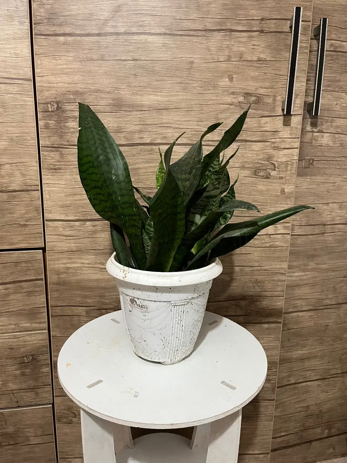 گل های زینتی اپارتمانی|گل و گیاه طبیعی|لاهیجان, شهرک جانبازان|دیوار