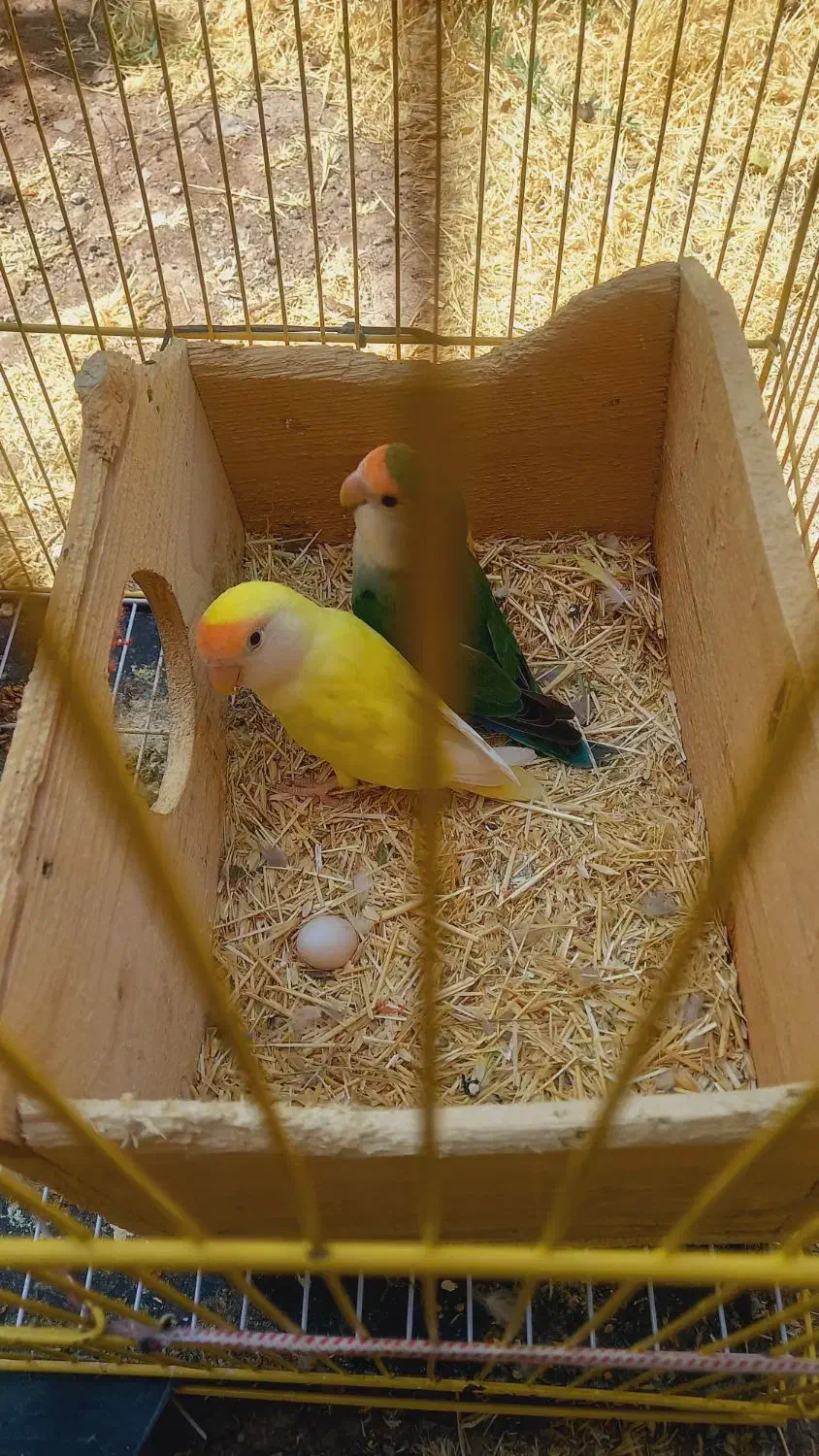 طوطی برزیلی|پرنده|خلخال, |دیوار