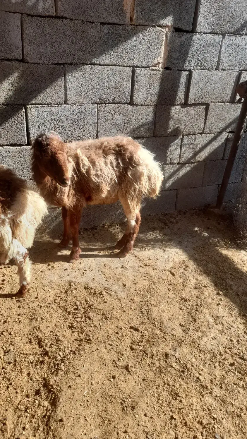 گوسفند|حیوانات مزرعه|کرمانشاه, |دیوار