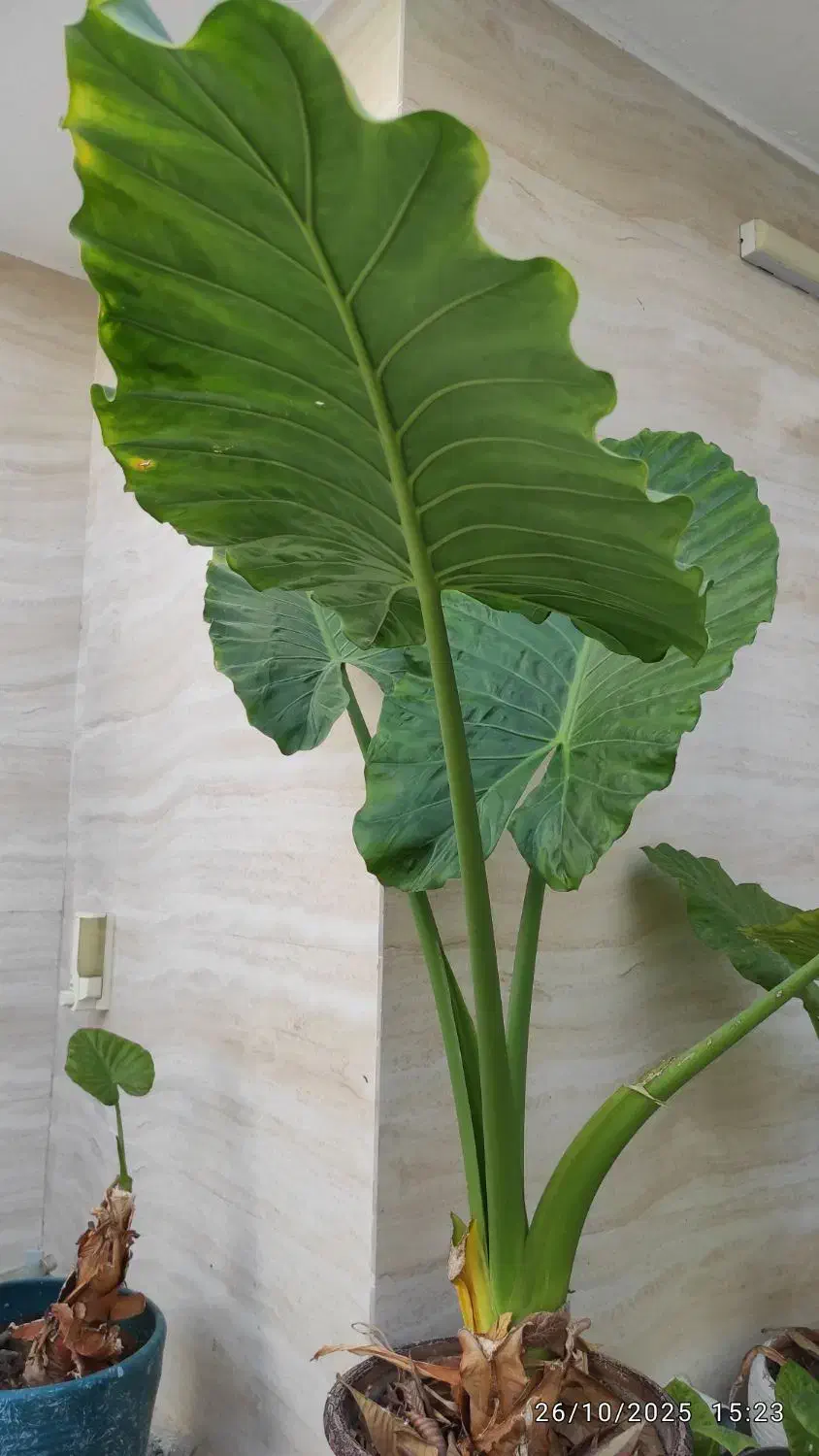 گل بابا آدم|گل و گیاه طبیعی|کازرون, |دیوار