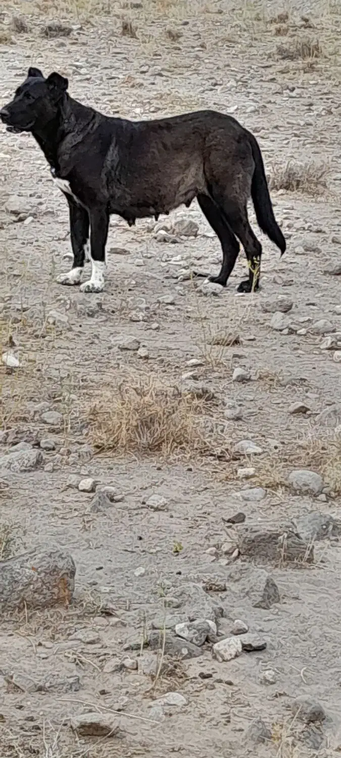 سگ ماده سرابی|سگ|باسمنج, |دیوار