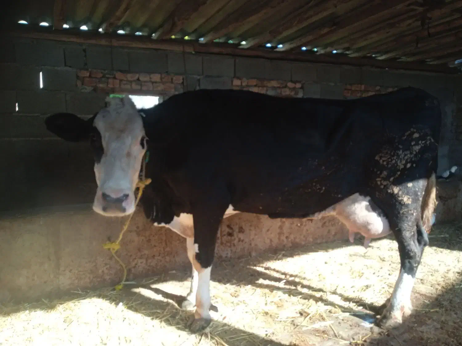 گاوسیمینتال سیاه شیری|حیوانات مزرعه|سیجوال, |دیوار