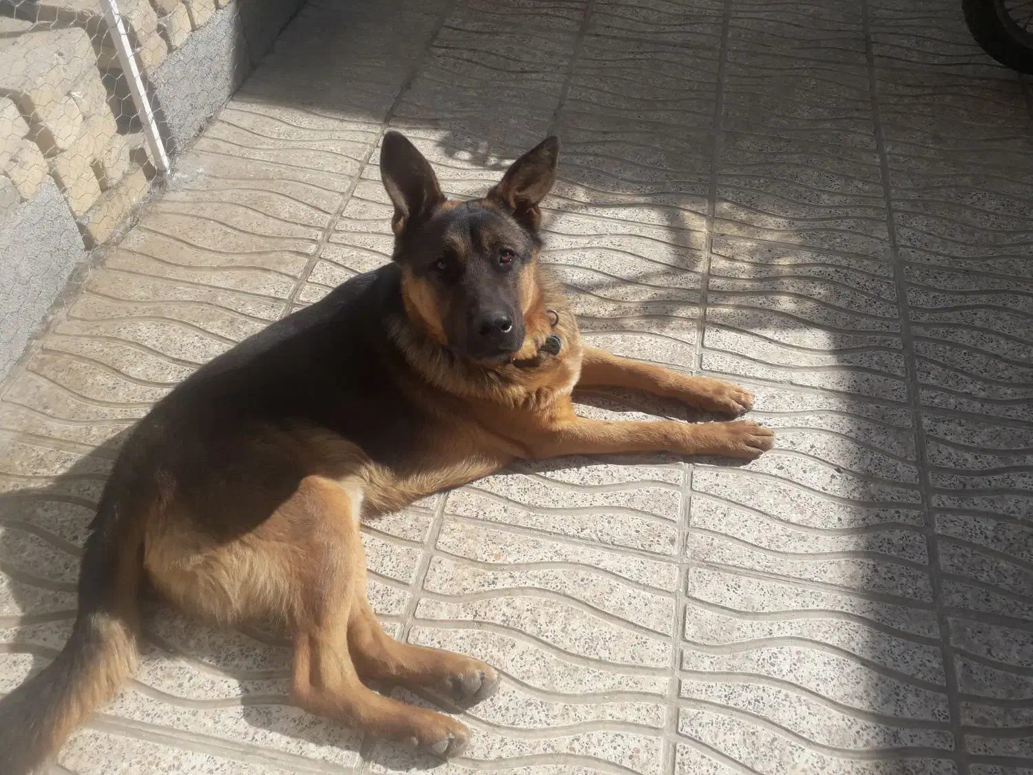 جرمنشپرد|سگ|بروجرد, |دیوار