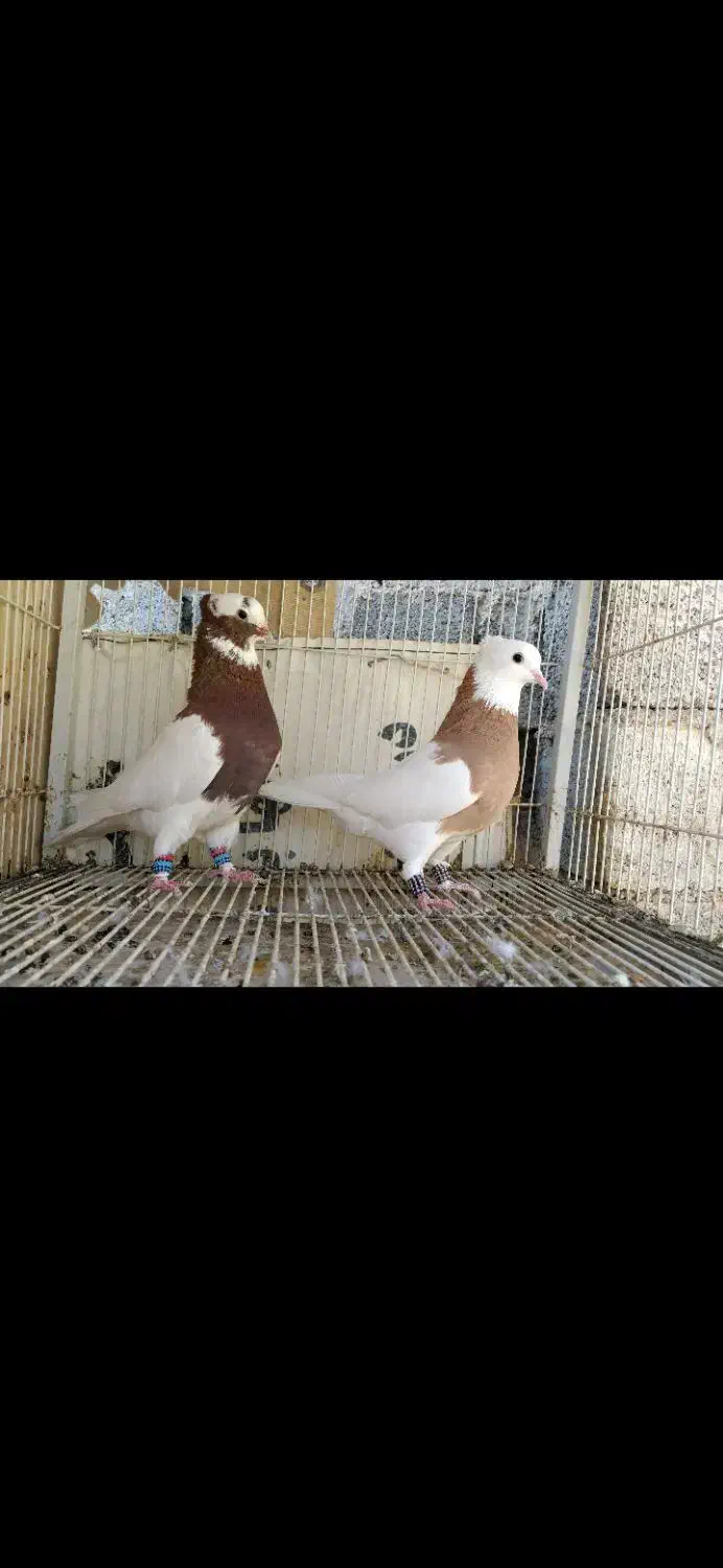 کفتر پلاکی طوقی دمبی شهری|پرنده|سروستان, |دیوار