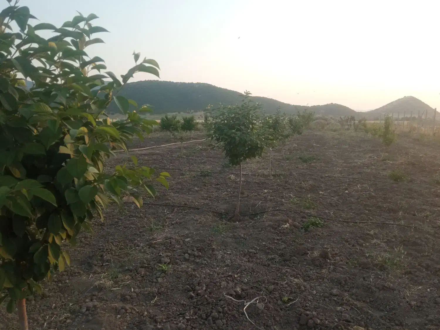 دشت بیلو. منطقه آزاد|فروش خانه و ویلا|خاو و میرآباد, |دیوار