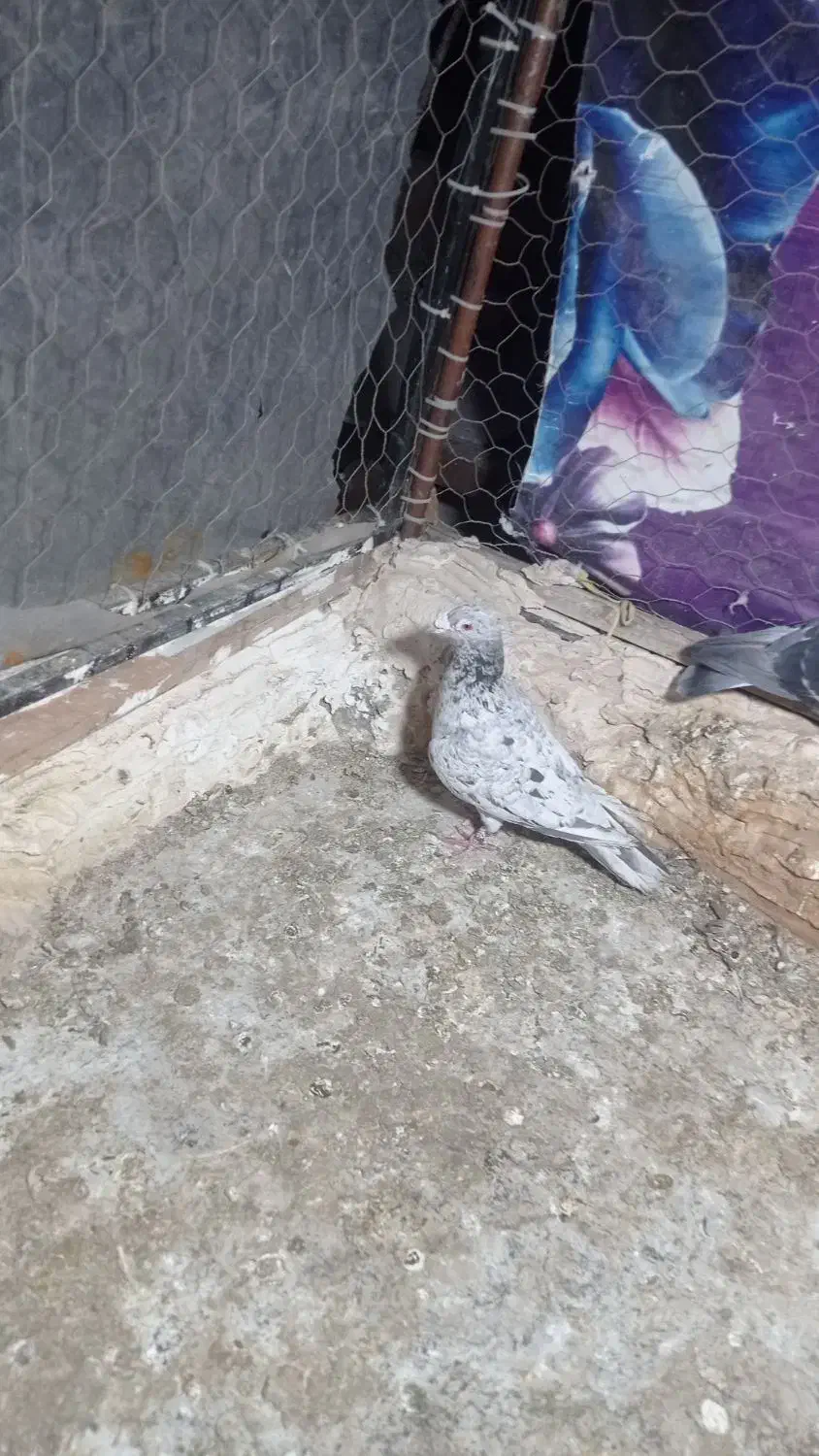 سرور نر|پرنده|پاکدشت, پاکدشت (مامازند)|دیوار