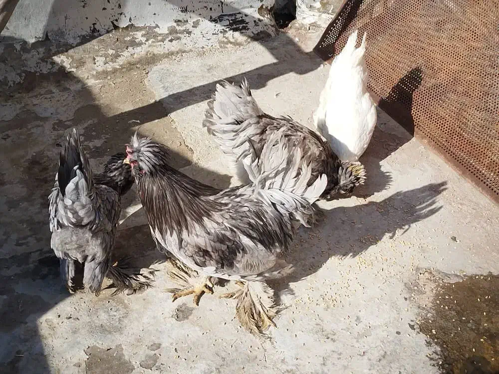مرغ وخروس 6عدد|حیوانات مزرعه|شیراز, کیان آباد|دیوار
