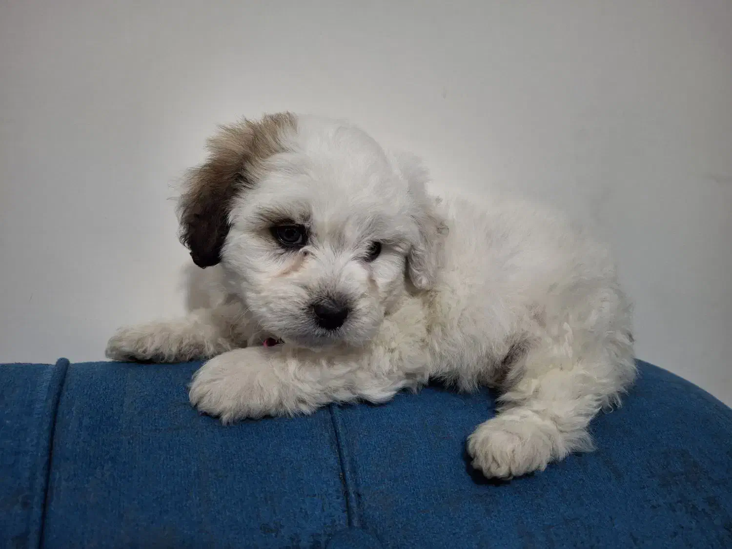 توله سگ مینیاتوری|سگ|پردیس, فاز ۵|دیوار