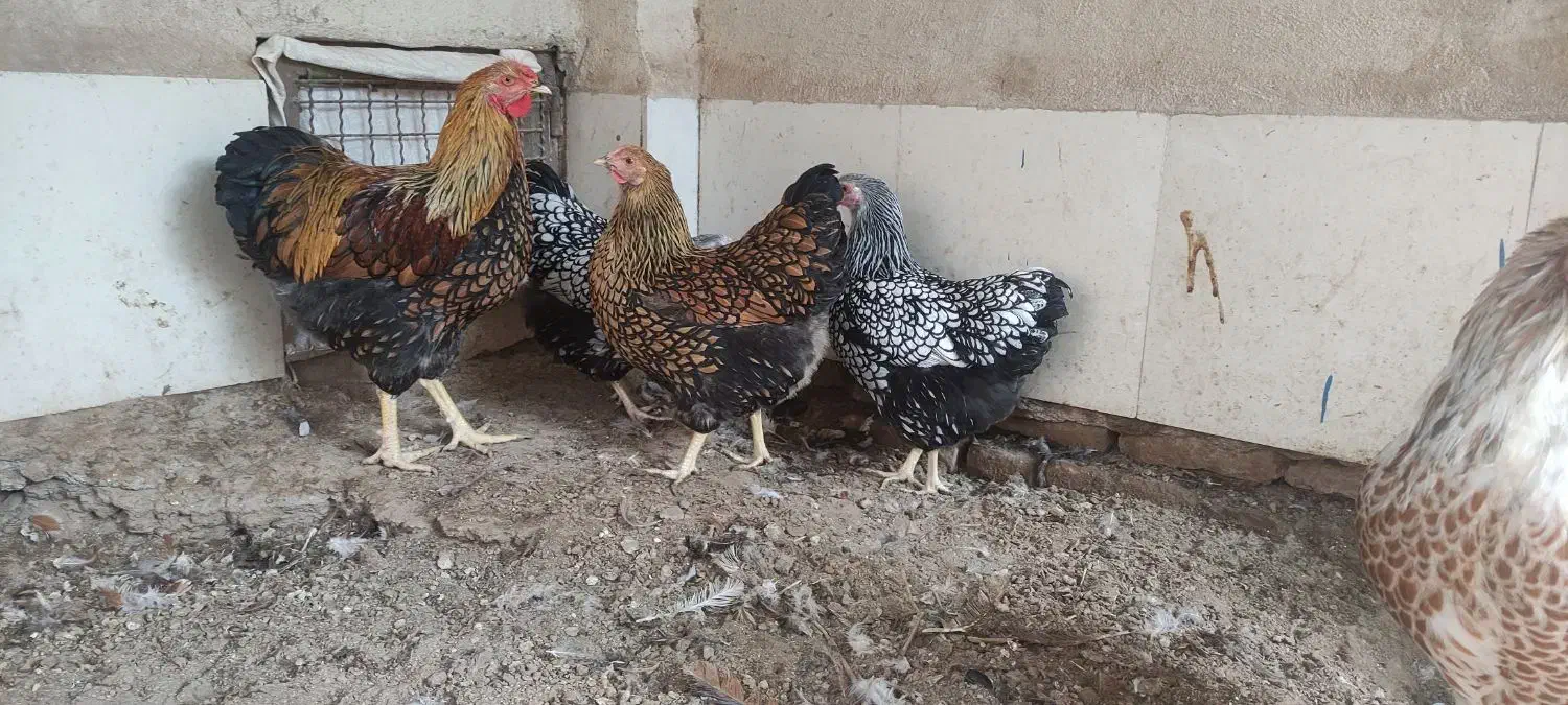 تخم نطفه دار  ویاندوت  گلین  برهما|حیوانات مزرعه|سبزوار, صالح آباد|دیوار