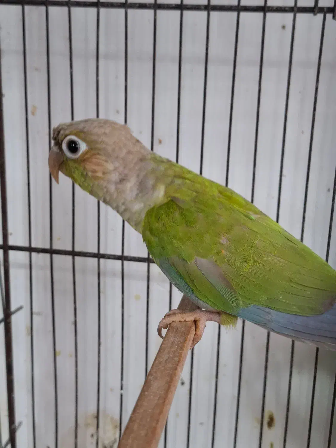 طوطی گیرینچیک ۸ ماهه|پرنده|آستانه اشرفیه, |دیوار