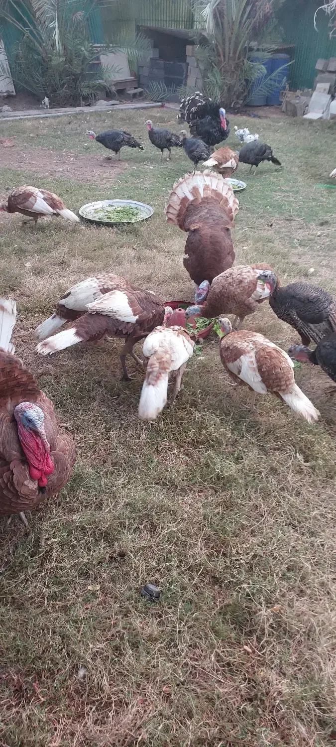 بوقلمون تخم گذار|حیوانات مزرعه|امیدیه, |دیوار