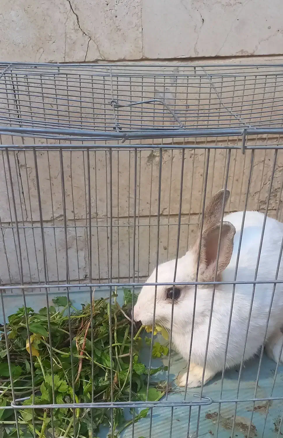 خرگوش|موش و خرگوش|کرج, چهارصد دستگاه|دیوار