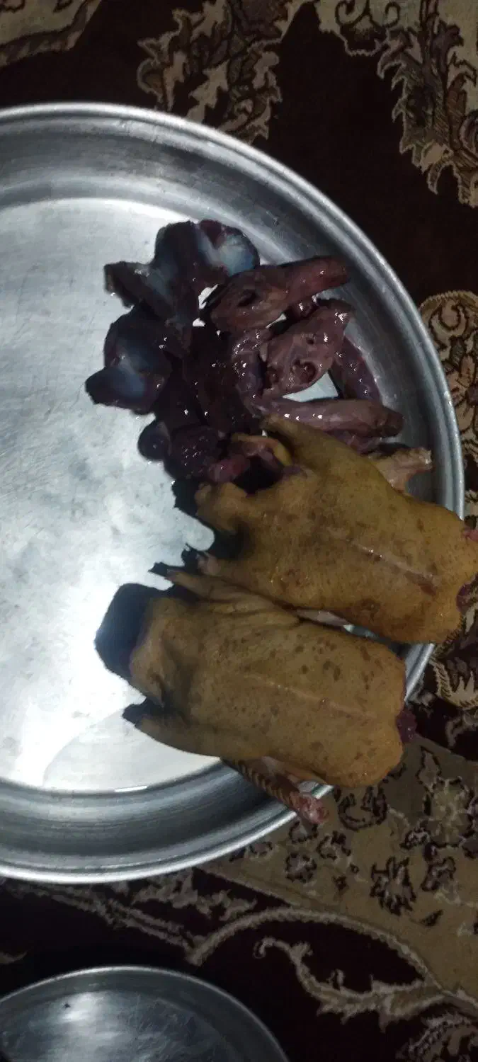 اردک پاک کرده|حیوانات مزرعه|بندر انزلی, خوش پیک|دیوار