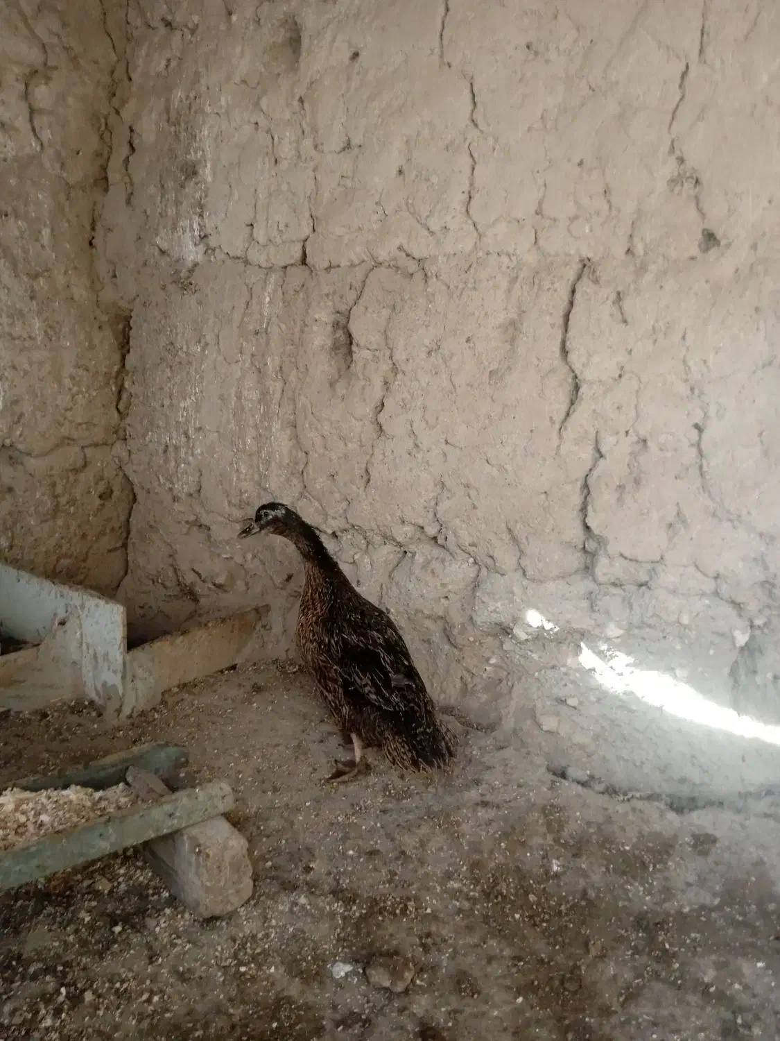 یک عدد اوردک طبیعی|حیوانات مزرعه|مشگین شهر, |دیوار