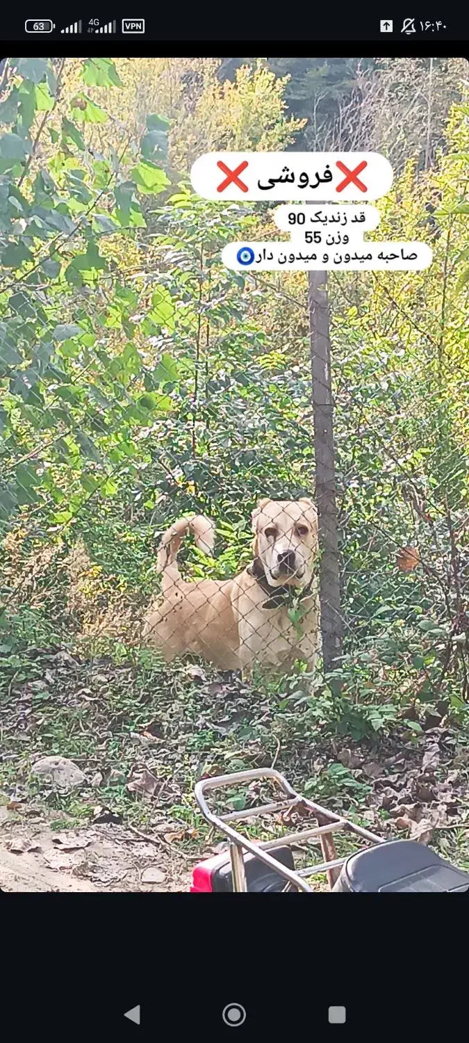 واگذاری سگ الابای سرابی|سگ|بهشهر, |دیوار