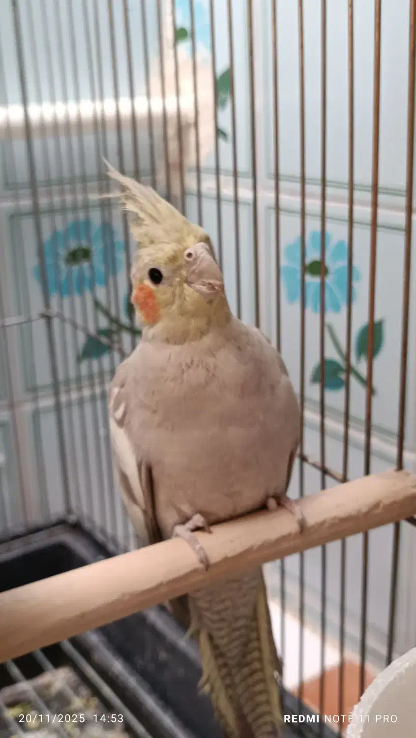 عروس هلندی نژاد دارچینی|پرنده|تاکستان, |دیوار