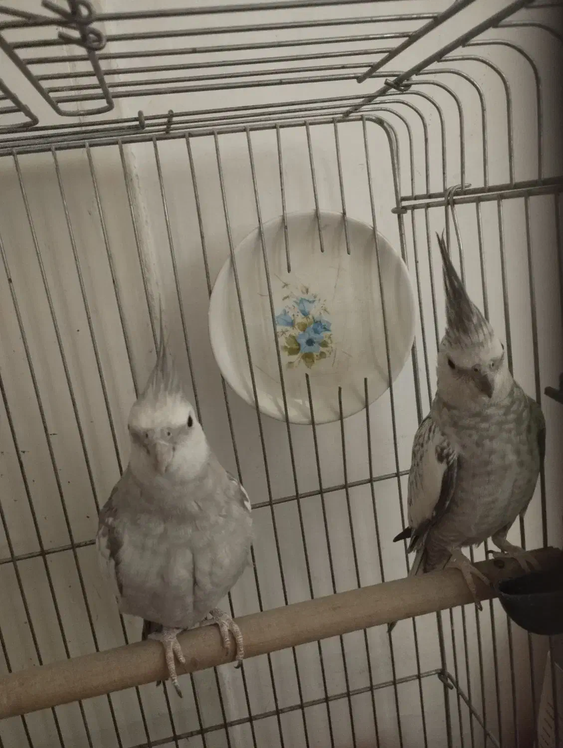 عروس هلندی مولد کار داده|پرنده|پاکدشت, پاکدشت (مامازند)|دیوار