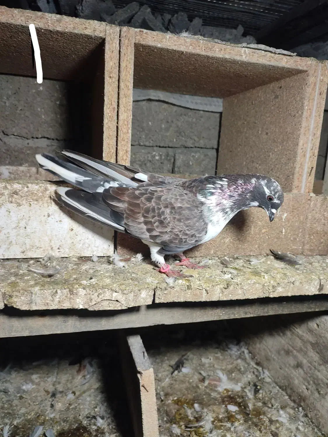 کبوتر پرشی|پرنده|رامسر, |دیوار