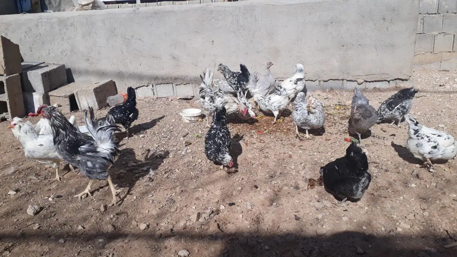 مرغ وخروس گلین|حیوانات مزرعه|بروجن, |دیوار