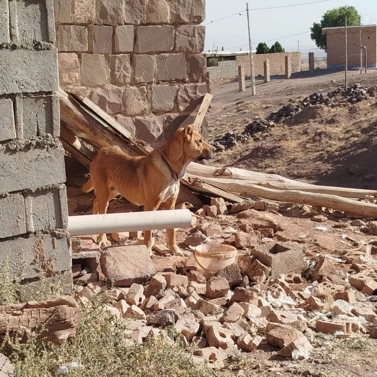 سگ فروشی|سگ|جلگه رخ, |دیوار