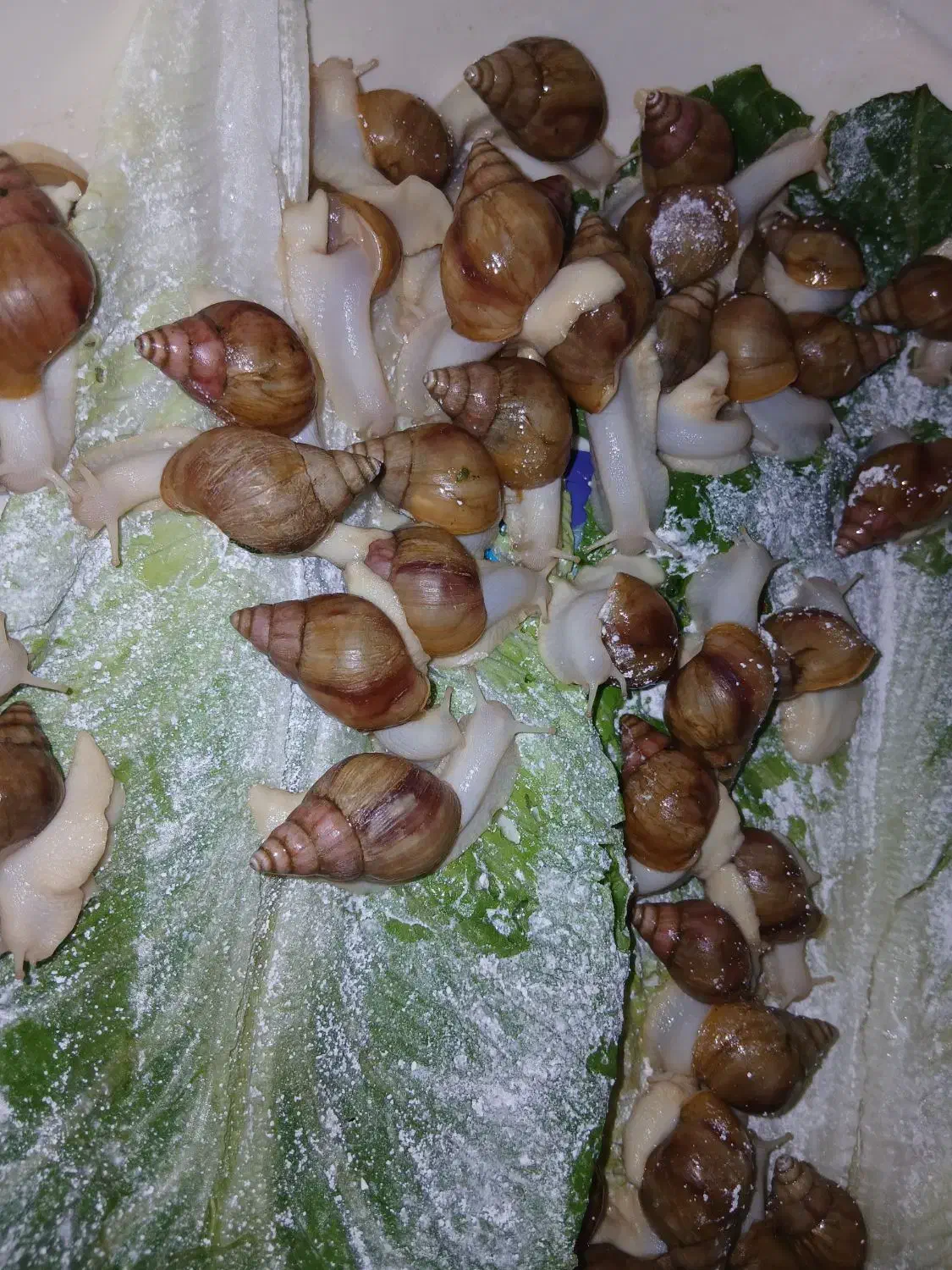 حلزون|خزنده|مشهد, رده|دیوار