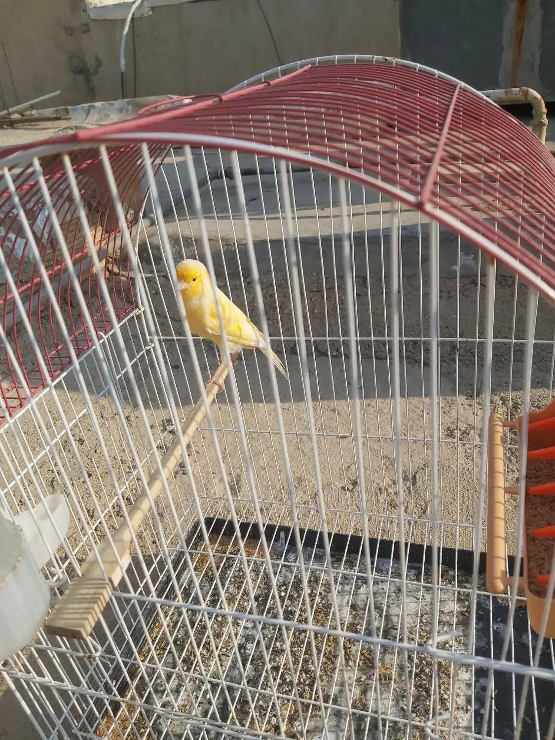 قناری نر|پرنده|مسجد سلیمان, |دیوار