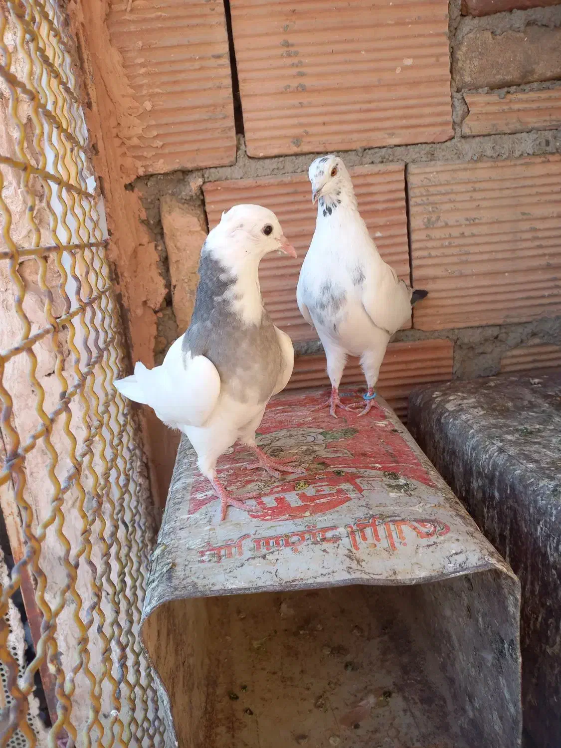 چهار تا کنه وطوقی جوجه|پرنده|سبزوار, بیهق شرقی|دیوار