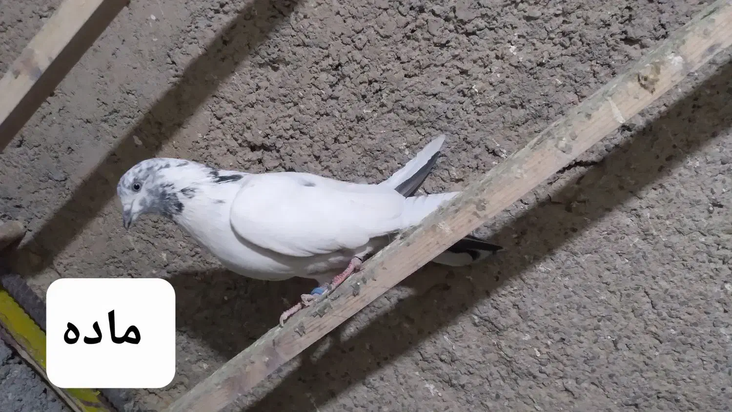 کفتر ماده|پرنده|شاهدشهر, |دیوار