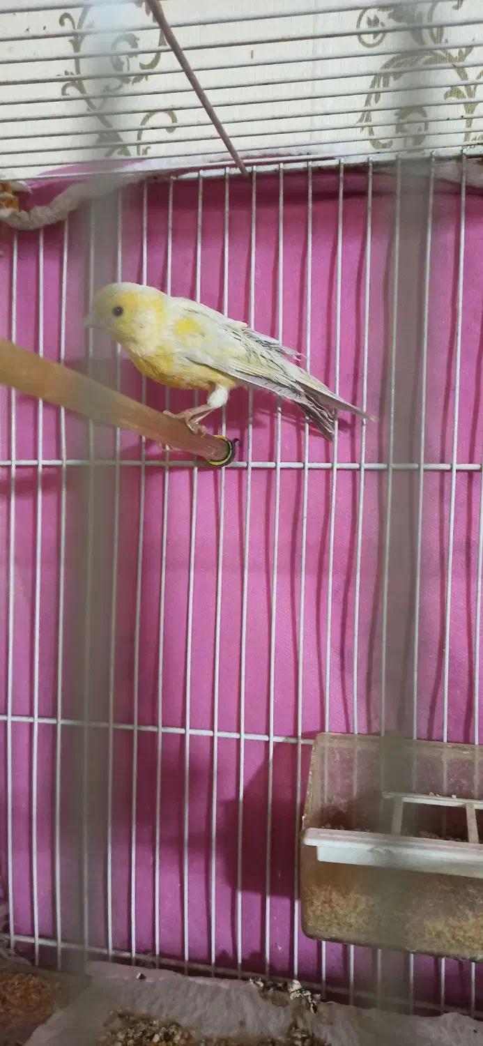 قناری مادهق|پرنده|مشهد, انقلاب|دیوار