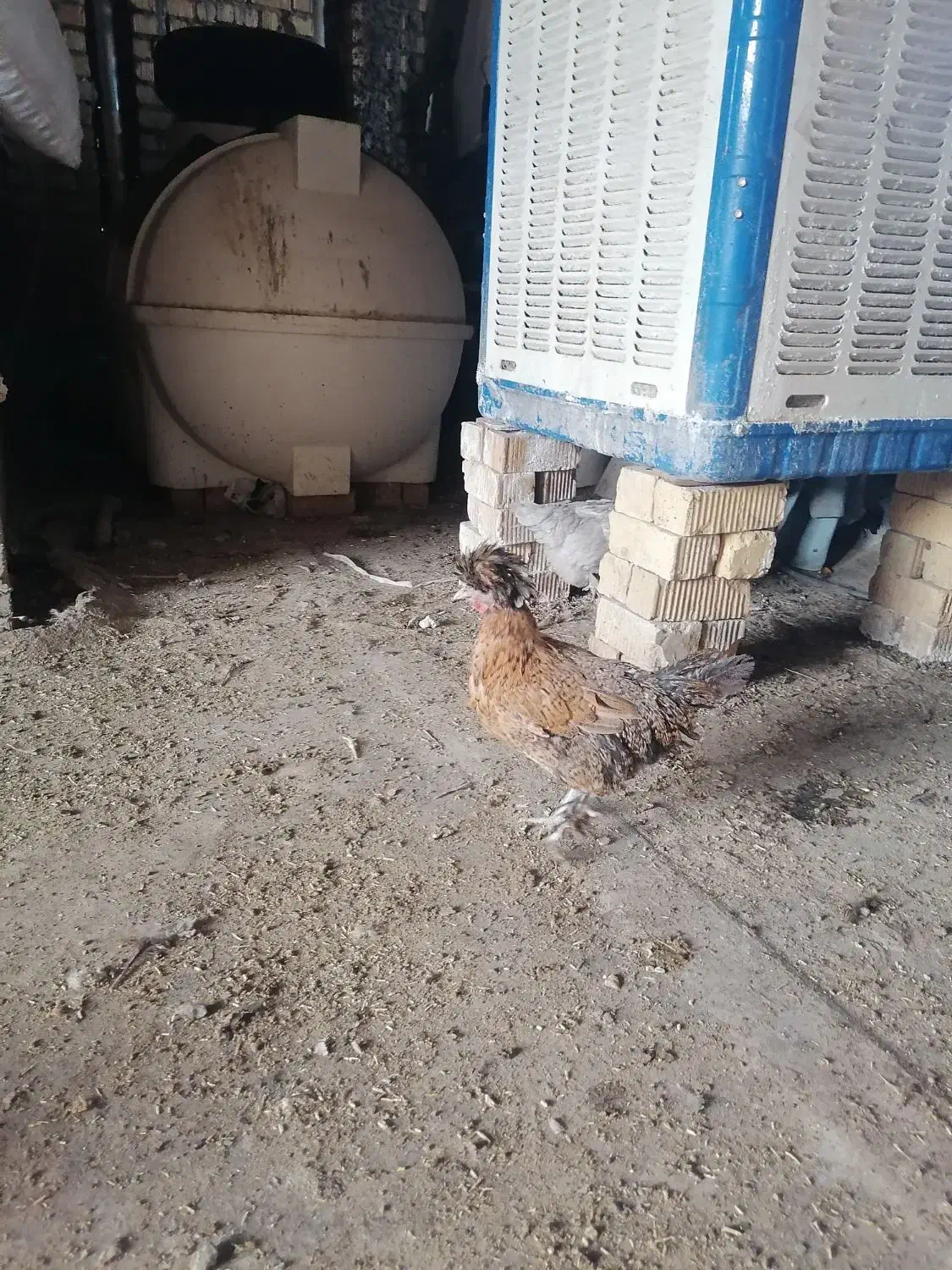 مرغ تخمگذار.|حیوانات مزرعه|شیراز, میانرود|دیوار