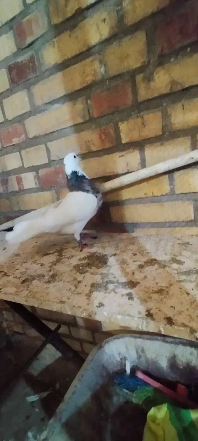 طوقی ماده  درج یک|پرنده|بندر ماهشهر, |دیوار