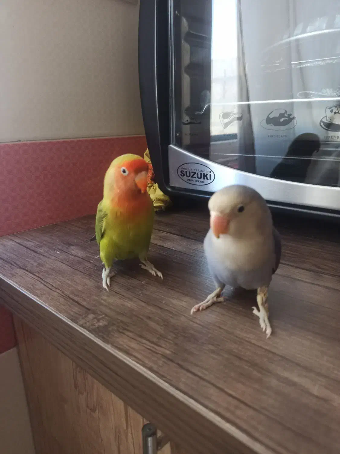 طوطی برزیلی|پرنده|گلستان (تهران), |دیوار