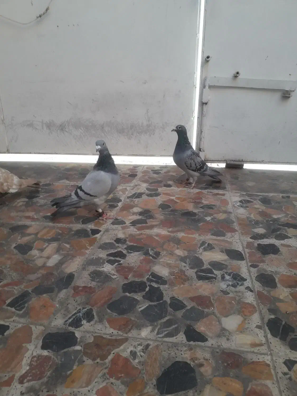 چهار کبوتر سه عدد پلاکی ویک شهری|پرنده|شیراز, دلجو|دیوار