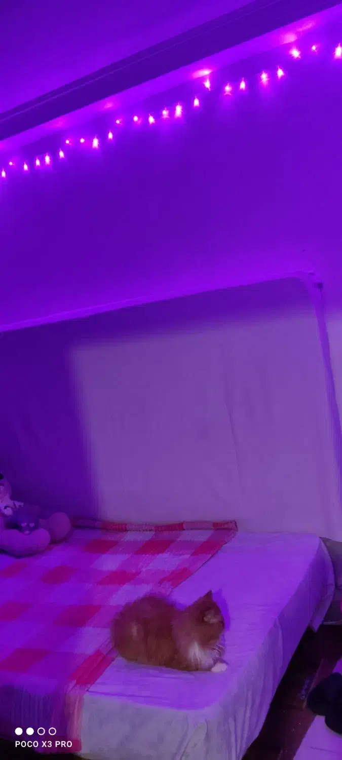 تشک خوش خواب دو نفره ی بزرگ|تشک تختخواب|رشت, پیرکلاچای|دیوار