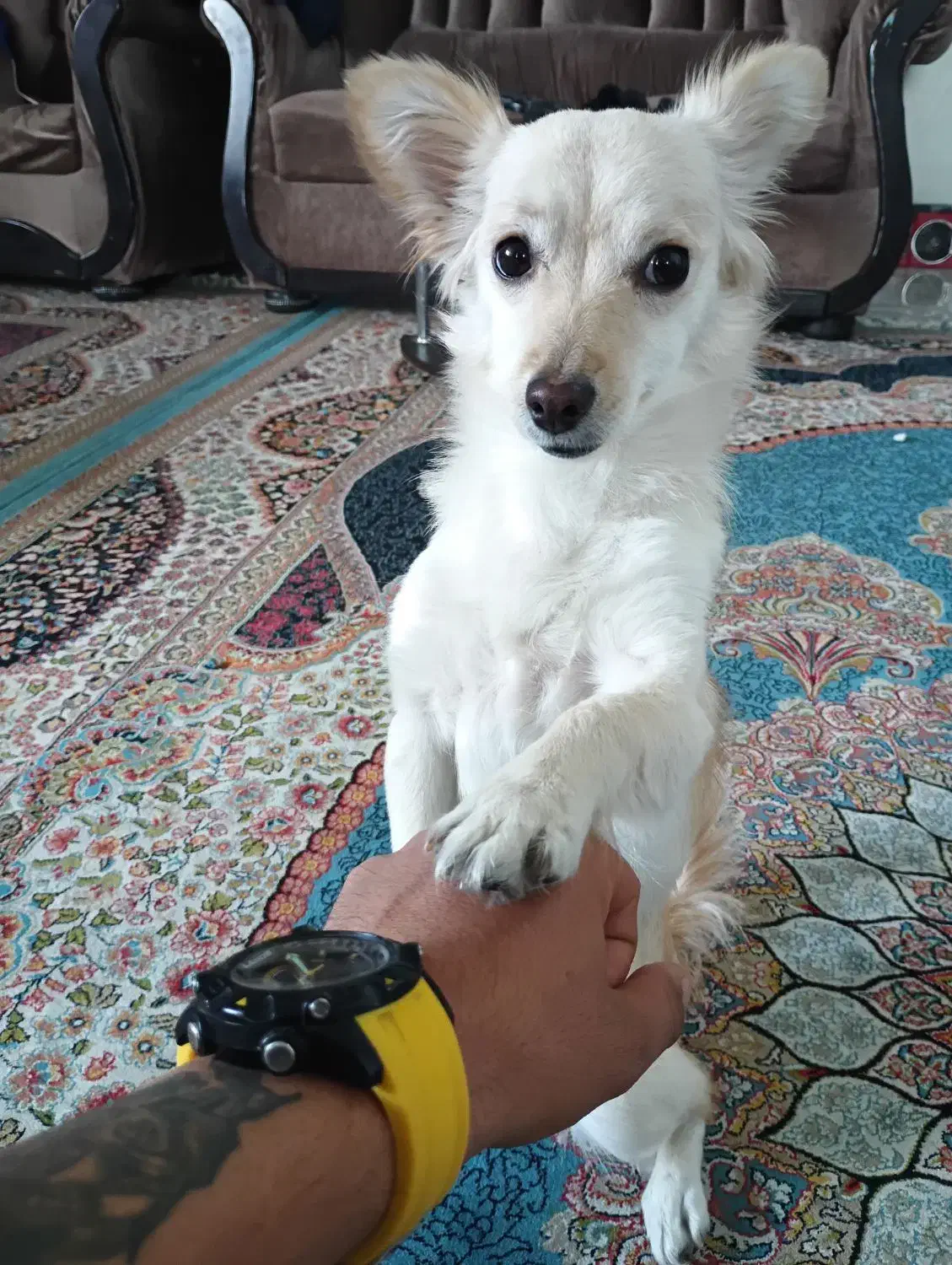 اشپیدز|سگ|شیراز, شهرک بهار|دیوار