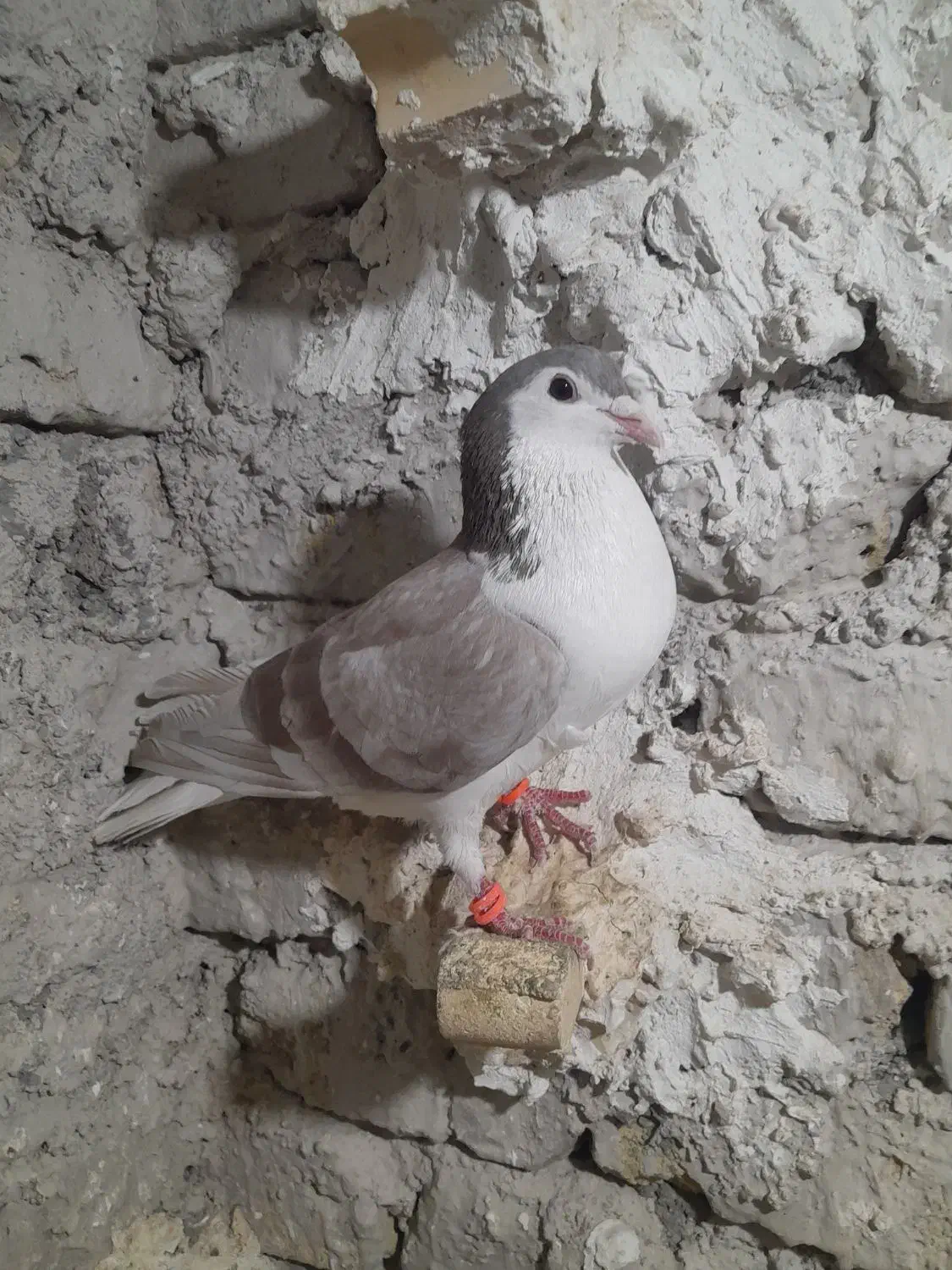 ساده اعقون نر|پرنده|مشهد, پنجتن|دیوار