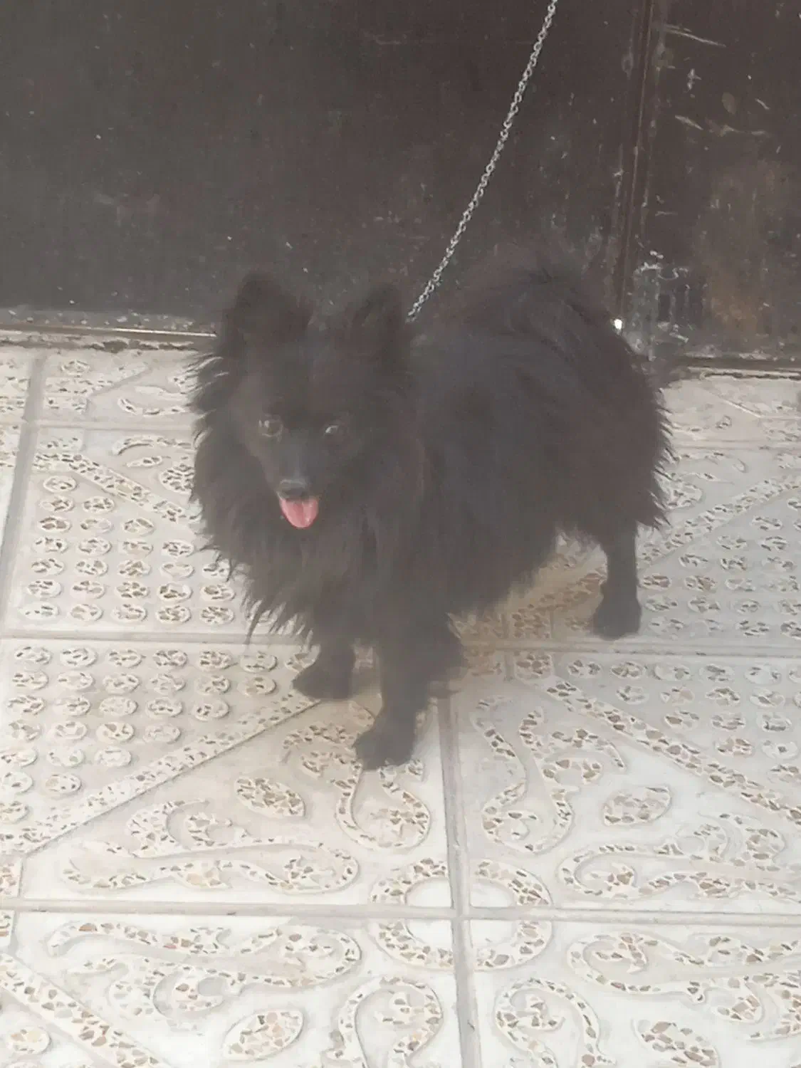 یک عدد پامر زیبا ی نر به فروش میرسد|سگ|آذرشهر, |دیوار