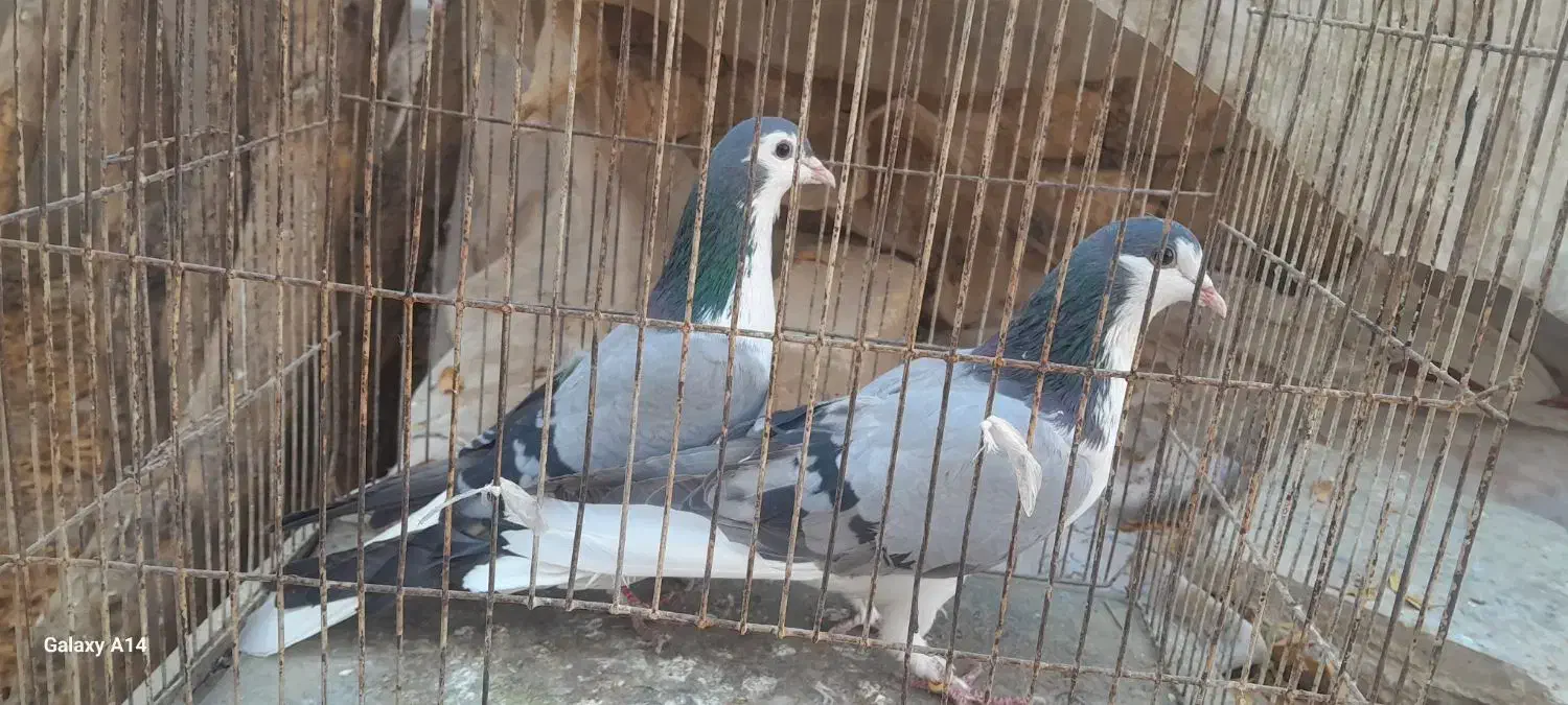 کبوتر بدرنگ|پرنده|پیر بکران, |دیوار