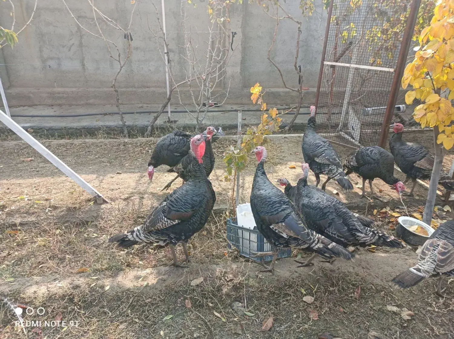 بوقلمون|حیوانات مزرعه|بناب, |دیوار