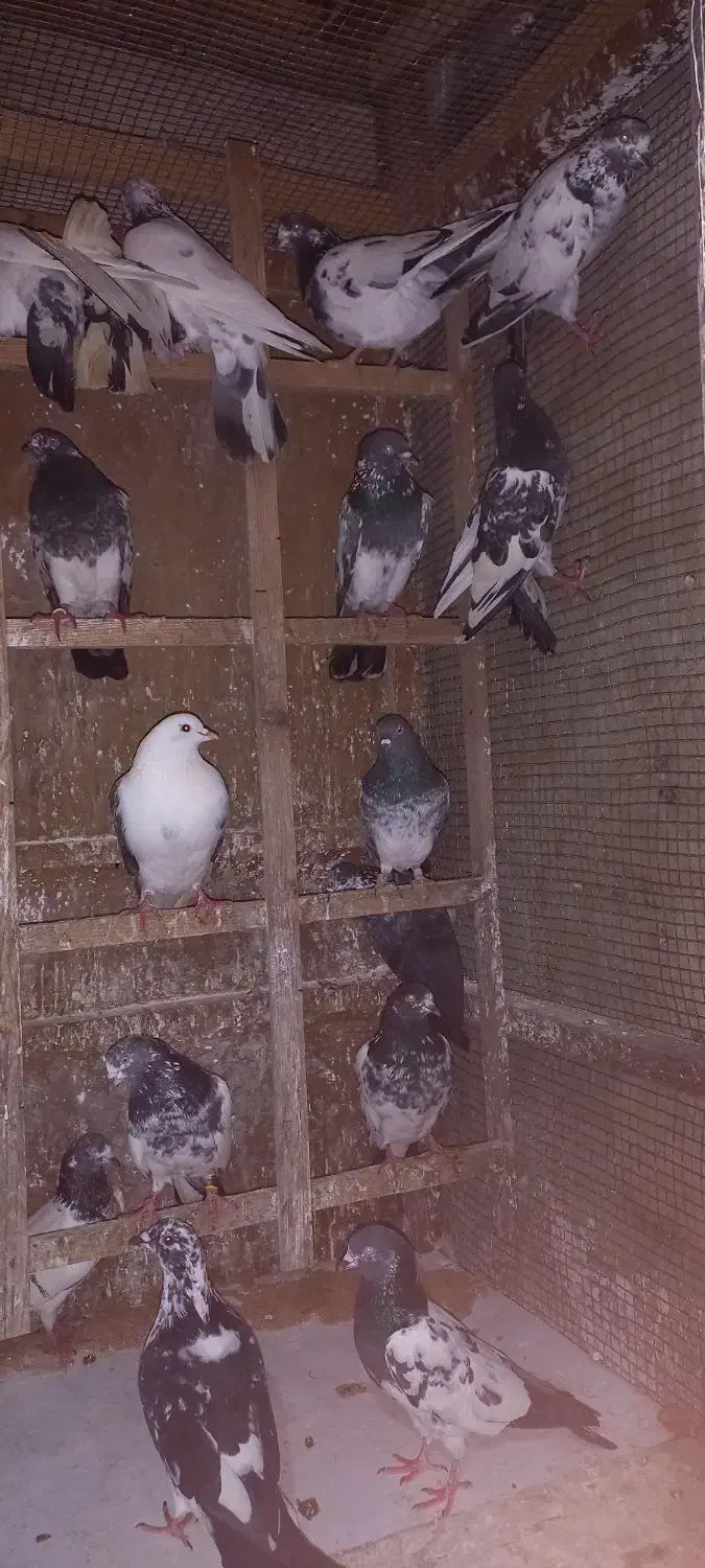 کبوتر|پرنده|رشت, جانبازان|دیوار