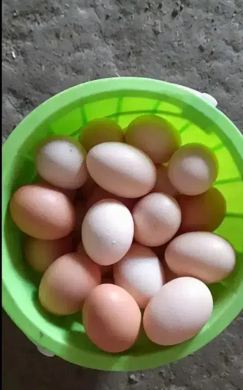 تخم مرغ محلی|حیوانات مزرعه|شوط, |دیوار