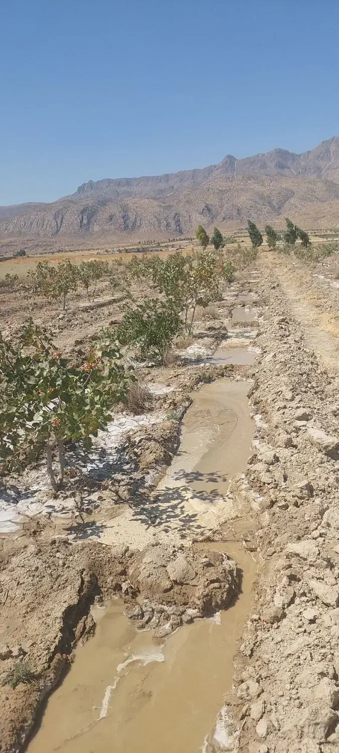 فروش و تهاتر باغ پسته اقساط|فروش زمین و ملک کلنگی|کوهنجان, |دیوار