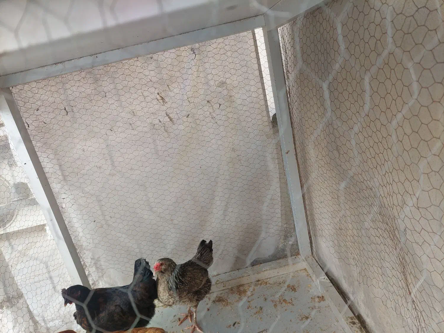 مرغ تخم گذار|حیوانات مزرعه|خرمشهر, |دیوار