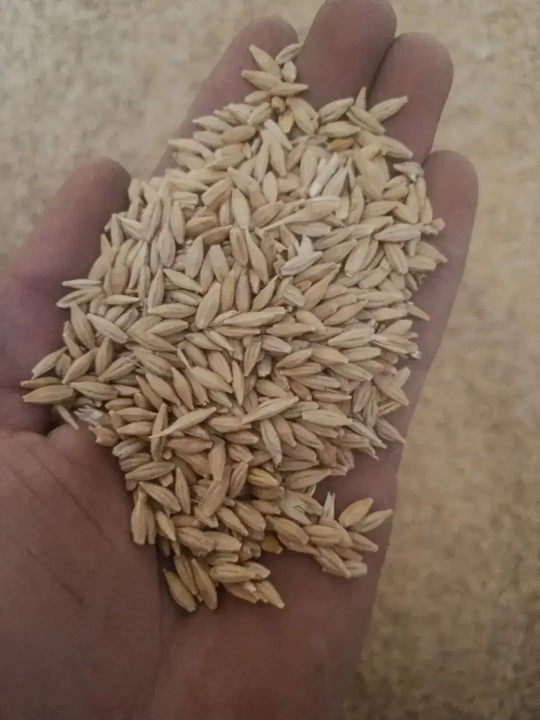 جو دیمی|لوازم جانبی حیوانات|سلطانیه, |دیوار