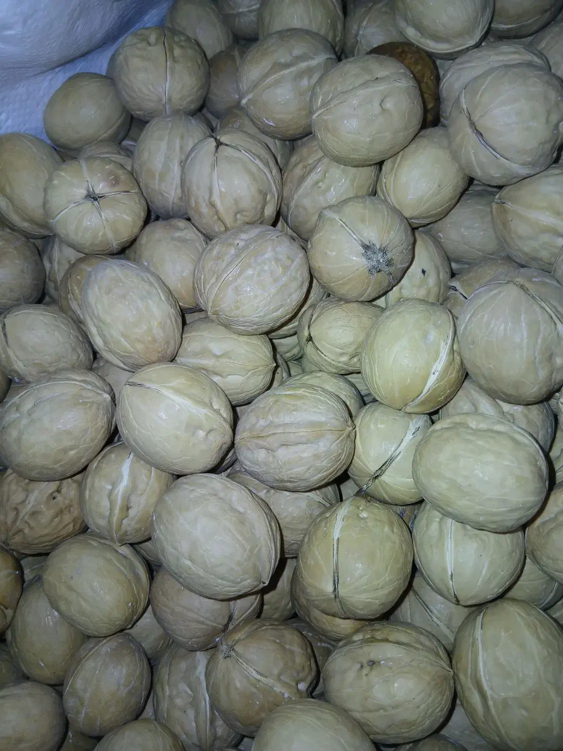 گردو خوشمزه|خوردنی و آشامیدنی|اهواز, کوی طلاب|دیوار