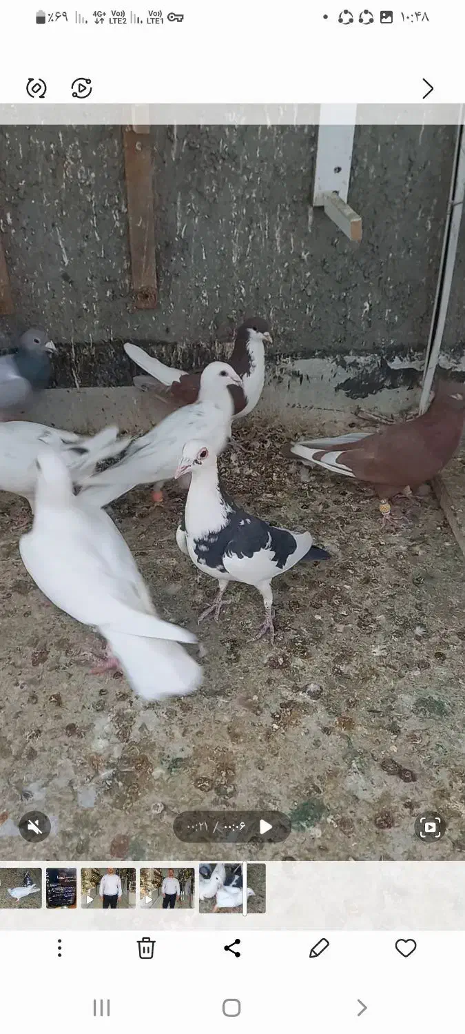 کبوتر پرشی جنگنده|پرنده|تاکستان, |دیوار