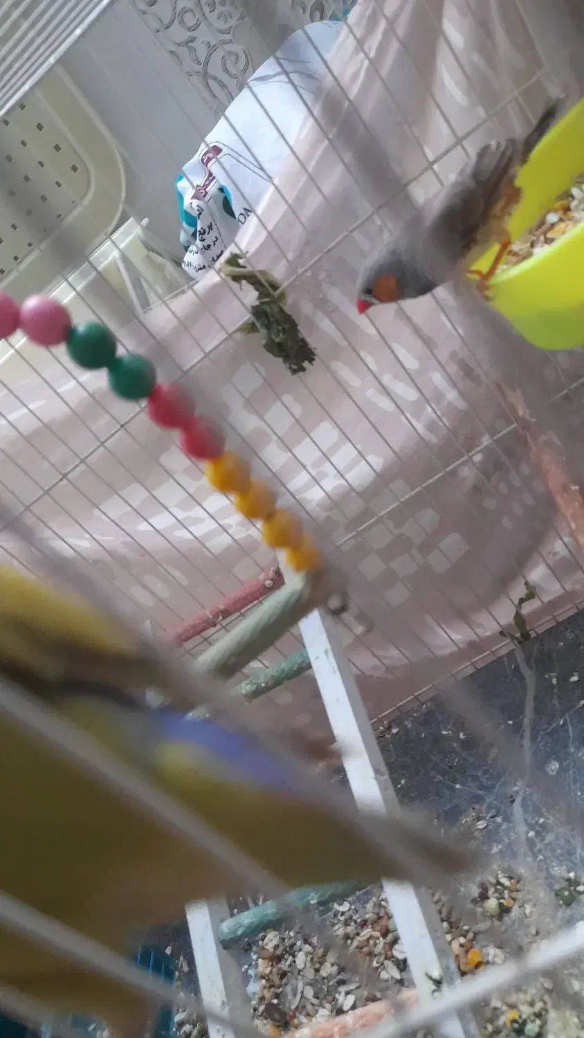 مرغ دستی و فنچ معاوضه با انگشتر نقره|پرنده|مشهد, فدک|دیوار